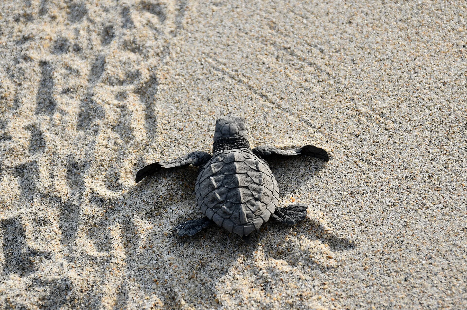 Puerto Escondido